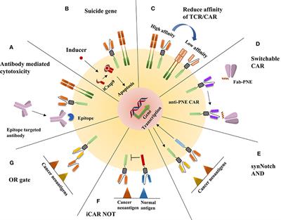 Adoptive Cell Therapy Targeting Neoantigens: A Frontier for Cancer Research